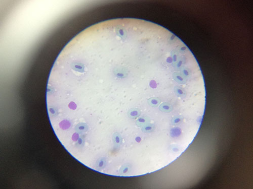 細胞の写真