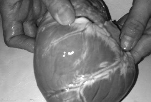 豚の心臓の写真